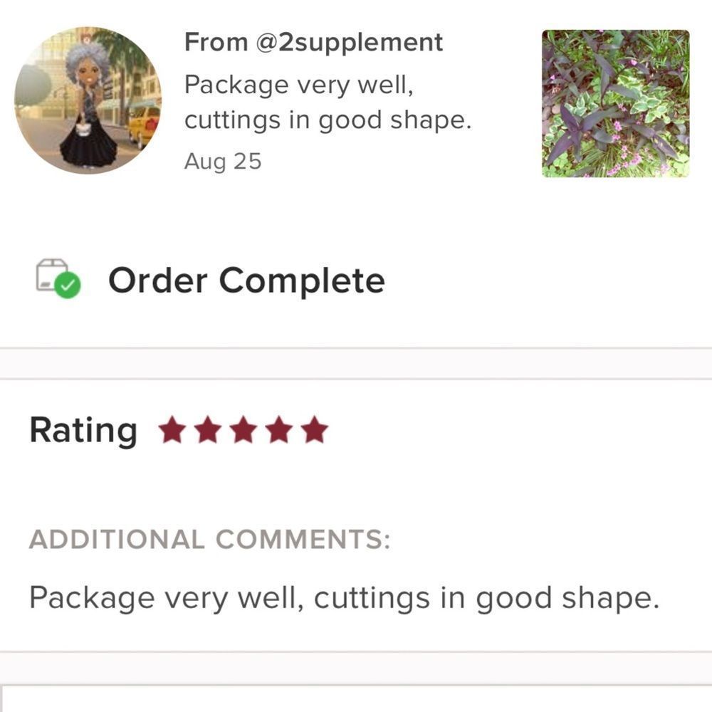 8 Purple Heart Plant Cuttings 💜 - Picture 5 of 5